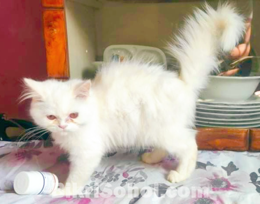 Pure Persian Male Kitten Fixed Price